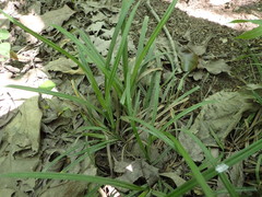 Carex planispicata