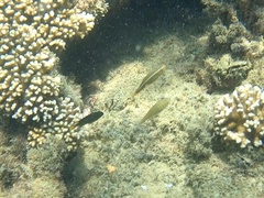 Stethojulis bandanensis