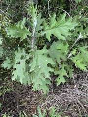 Berkheya bipinnatifida bipinnatifida