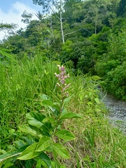 Rotheca myricoides
