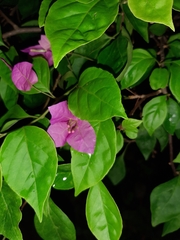 Bougainvillea