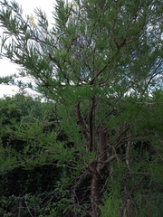 Prosopis caldenia