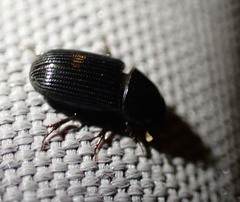 Ataenius picinus