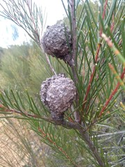 Hakea propinqua