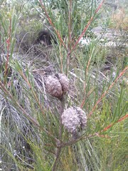 Hakea propinqua