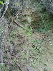 Pogonatherum crinitum