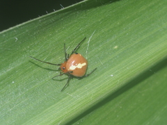Theridion quadratum