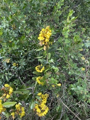 Acridocarpus natalitius
