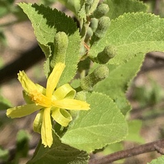 Grewia retinervis