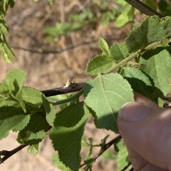 Grewia retinervis