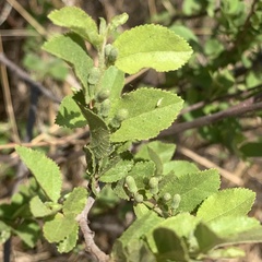Grewia retinervis