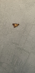 Deuterarcha xanthomela
