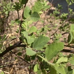 Grewia retinervis