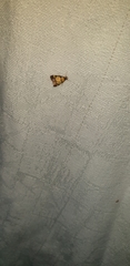 Deuterarcha xanthomela