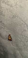Deuterarcha xanthomela