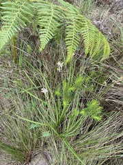 Chlorophytum saundersiae