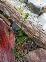 Drimiopsis