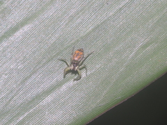 Cosmophasis gemmans