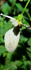 Leptosia