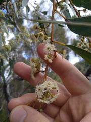 Eucalyptus multicaulis