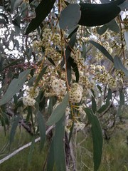 Eucalyptus multicaulis