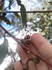 Eucalyptus multicaulis