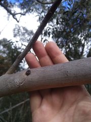 Eucalyptus multicaulis