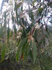 Eucalyptus multicaulis