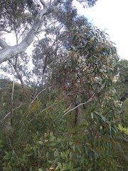 Eucalyptus multicaulis