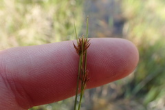 Rhynchospora filifolia