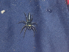Cosmophasis gemmans
