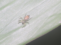 Cosmophasis gemmans