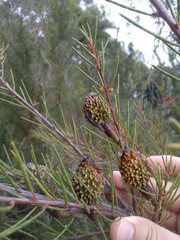 Hakea propinqua