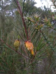 Hakea propinqua