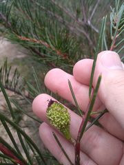 Hakea propinqua