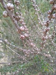 Leptospermum squarrosum