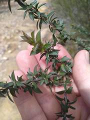 Leptospermum squarrosum