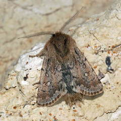 Dasypolia murina