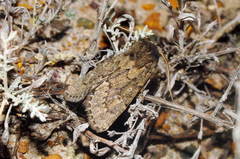 Dasypolia timoi