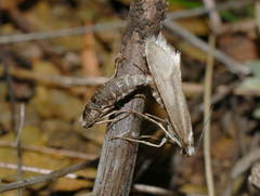 Deuterotinea casanella