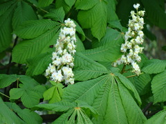 Aesculus hippocastanum