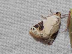 Eublemma ecthaemata