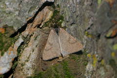 Lignyoptera fumidaria