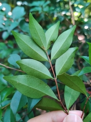 Syzygium championii