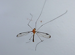 Aurotipula clara