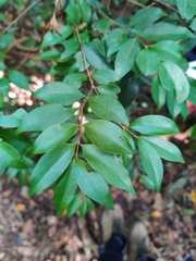 Syzygium championii