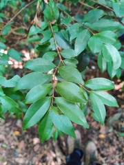 Syzygium championii