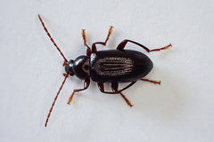 Xylochus