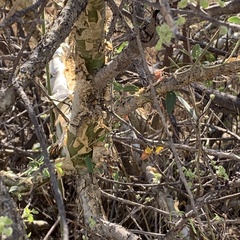 Commiphora angolensis