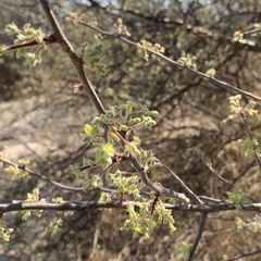 Commiphora angolensis